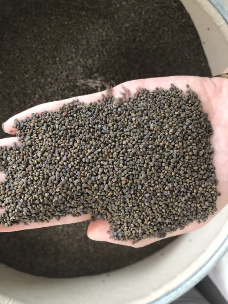 沙苑子正品大颗粒实物拍摄沙蒺藜货莫贪便宜水洗干净沙苑子