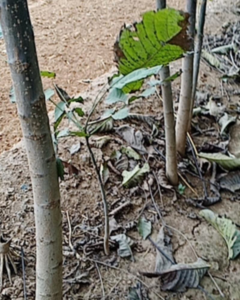 河南武陟大量出售核桃树苗，规格齐全，价格便宜，根系好。