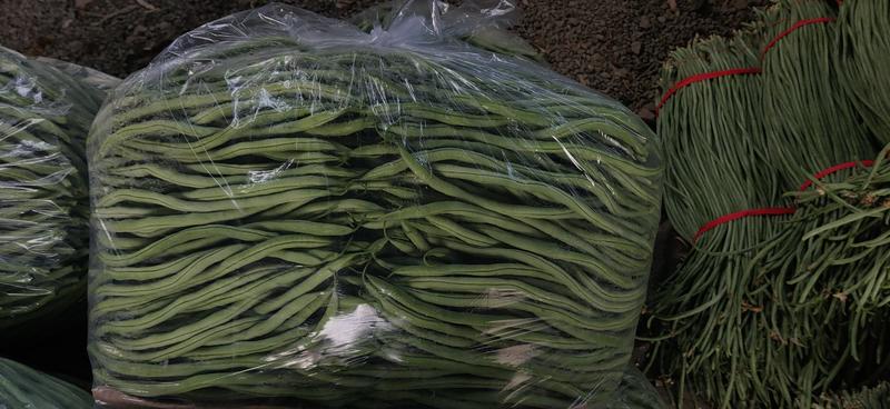 架豆王产地代收各种蔬菜