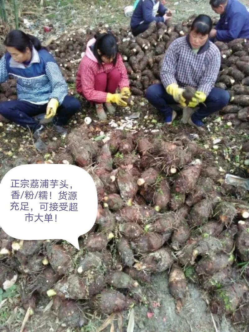 精品荔浦芋头鲜香粉糯产地直供商超品质批发零售