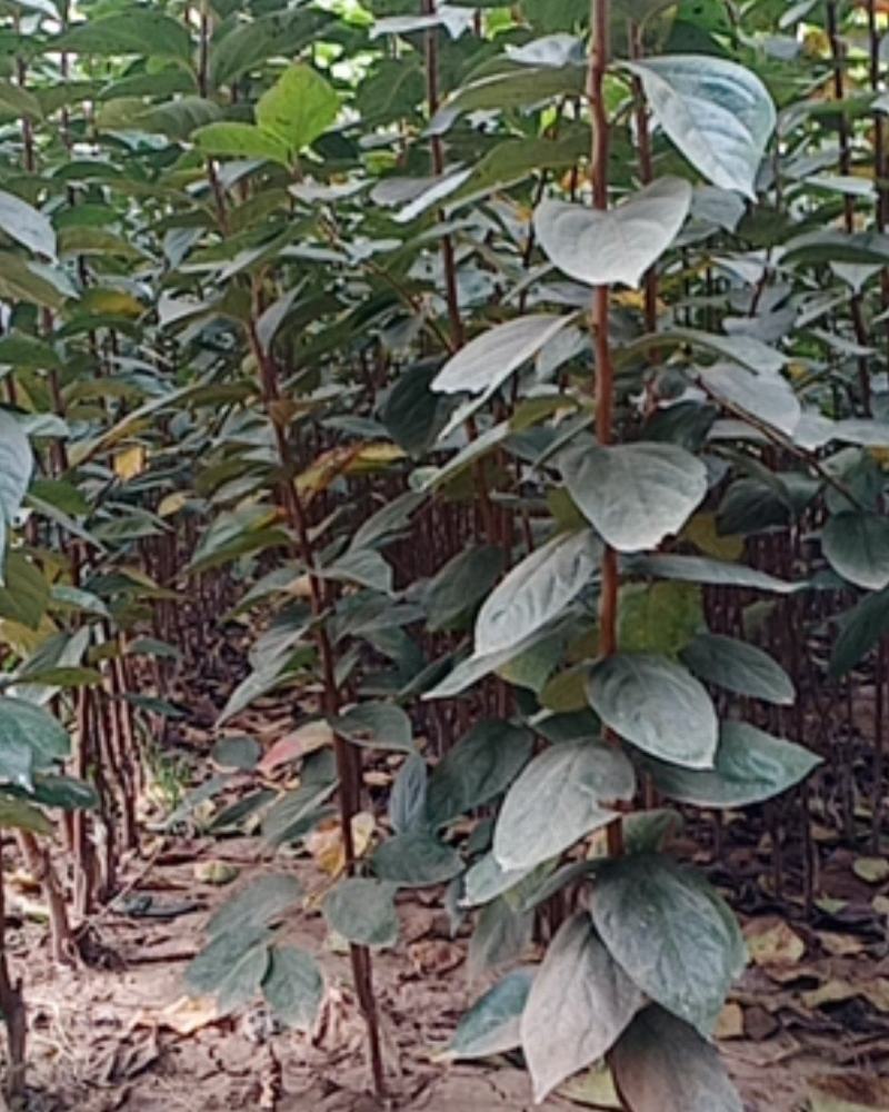 河南武陟大量出售柿子树苗，规格全，品种多，质量好，价格优