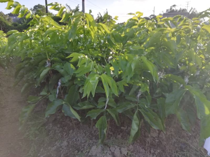 紫肉黄皮苗果，果肉饱满非常好吃一款水果