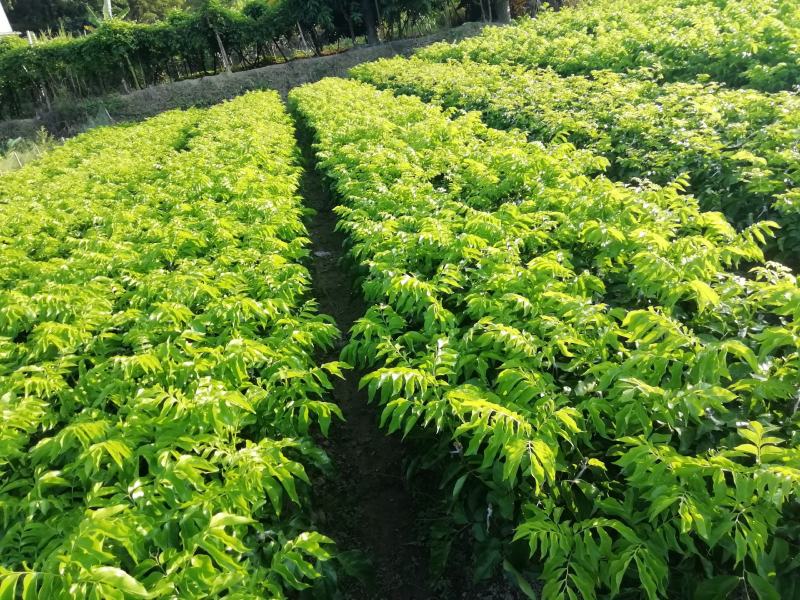 紫肉黄皮苗果，果肉饱满非常好吃一款水果
