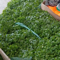 大面积种植香菜已大量上市