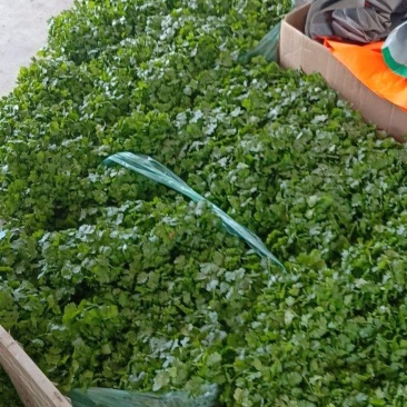 大面积种植香菜已大量上市