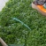 大面积种植香菜已大量上市