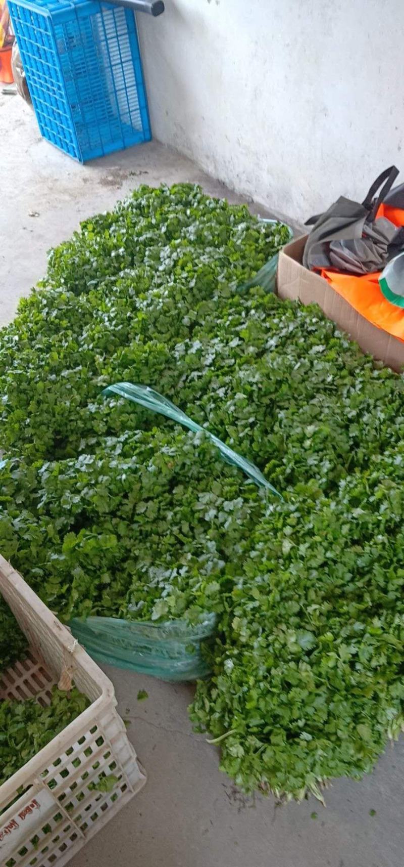 大面积种植香菜已大量上市