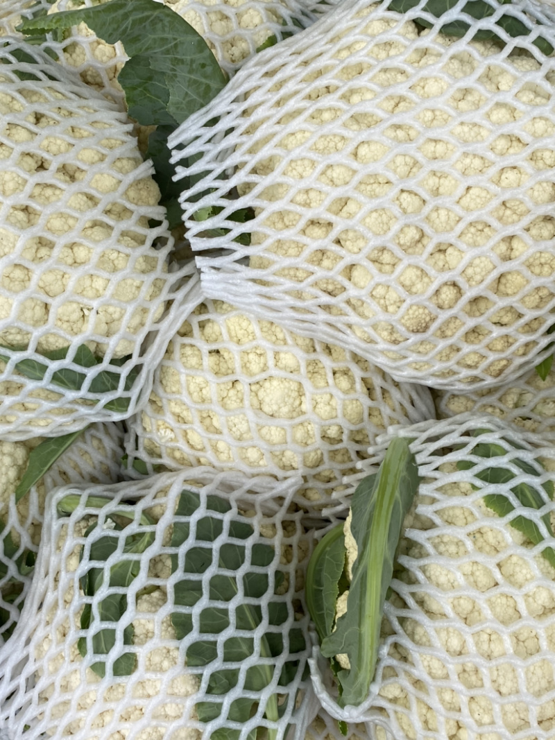 精品有机花菜大量上市