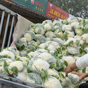 精品有机花菜大量上市