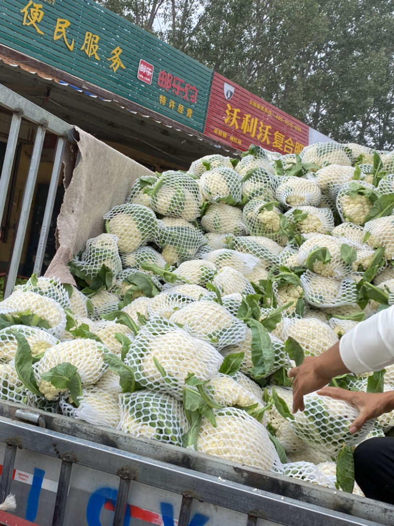 精品有机花菜大量上市