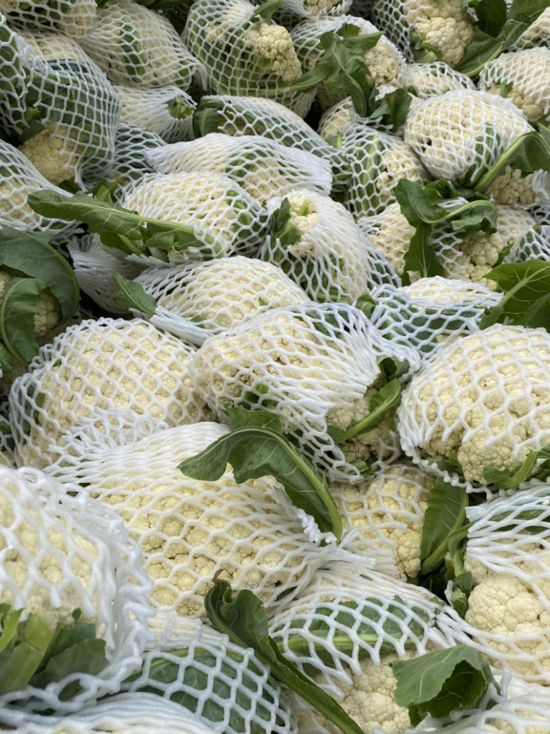精品有机花菜大量上市