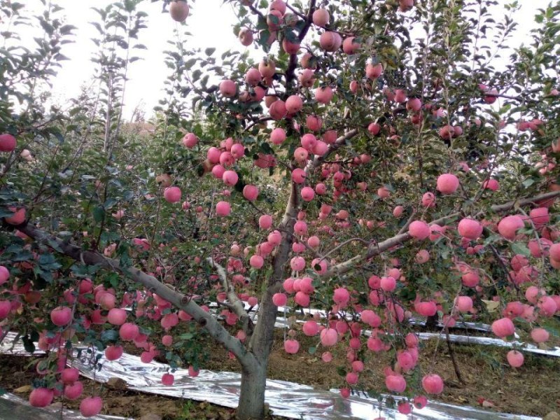 红富士苹果，片红，条红，大量上市货源充足欢迎采购