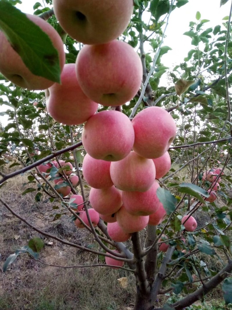 红富士苹果，片红，条红，大量上市货源充足欢迎采购