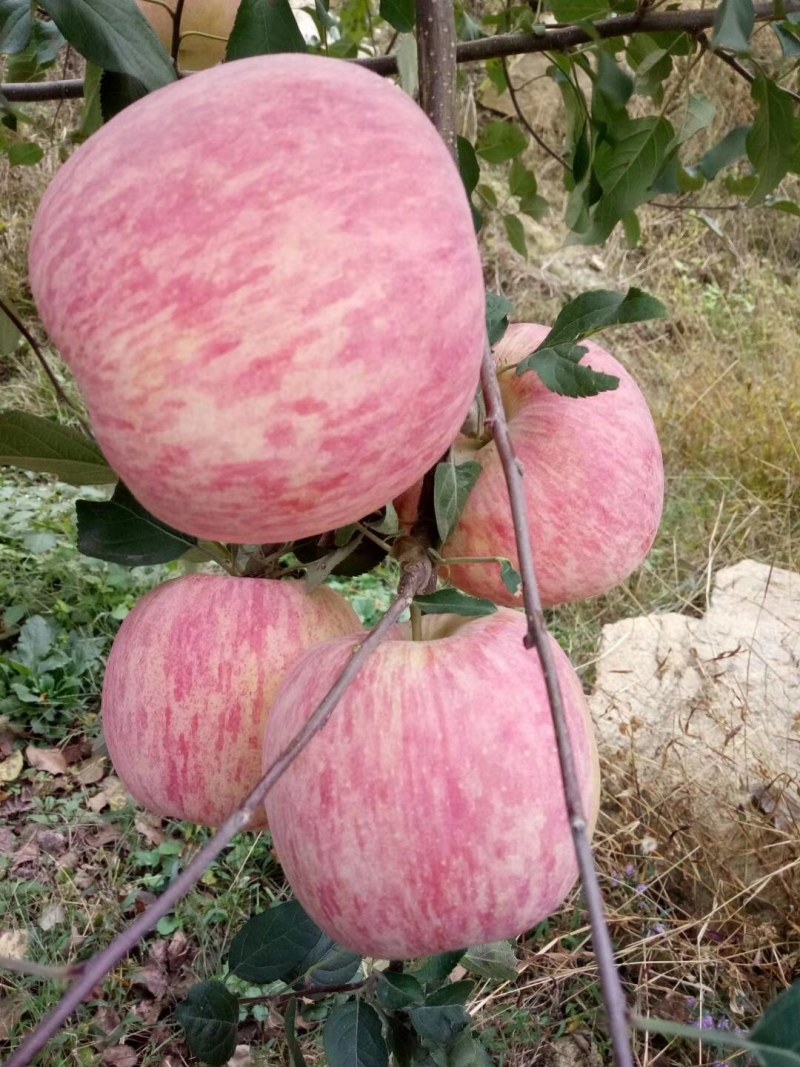 红富士苹果，片红，条红，大量上市货源充足欢迎采购