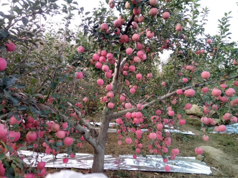 红富士苹果，片红，条红，大量上市货源充足欢迎采购