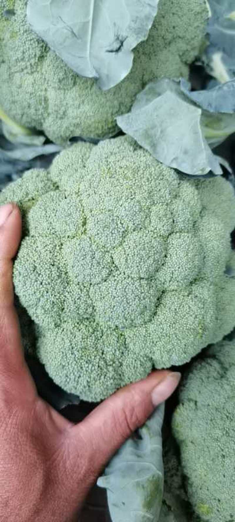 山东聊城万亩西兰花大量供应一手货源全国代发免费一条龙服务