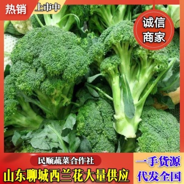 山东聊城万亩西兰花大量供应一手货源全国代发免费一条龙服务
