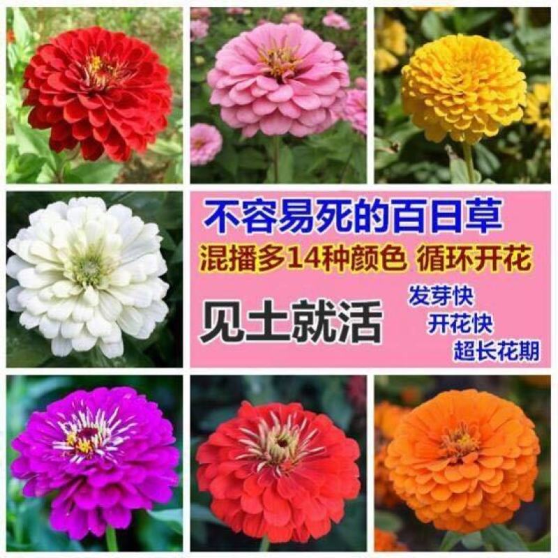 花期长秋天花种籽百日草种子花卉种孑室外四季开花庭院路边易