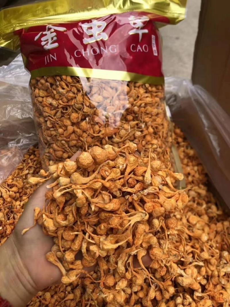 孢子头金虫草排草包邮支持代发量大从优