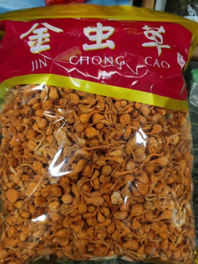 孢子头金虫草排草包邮支持代发量大从优