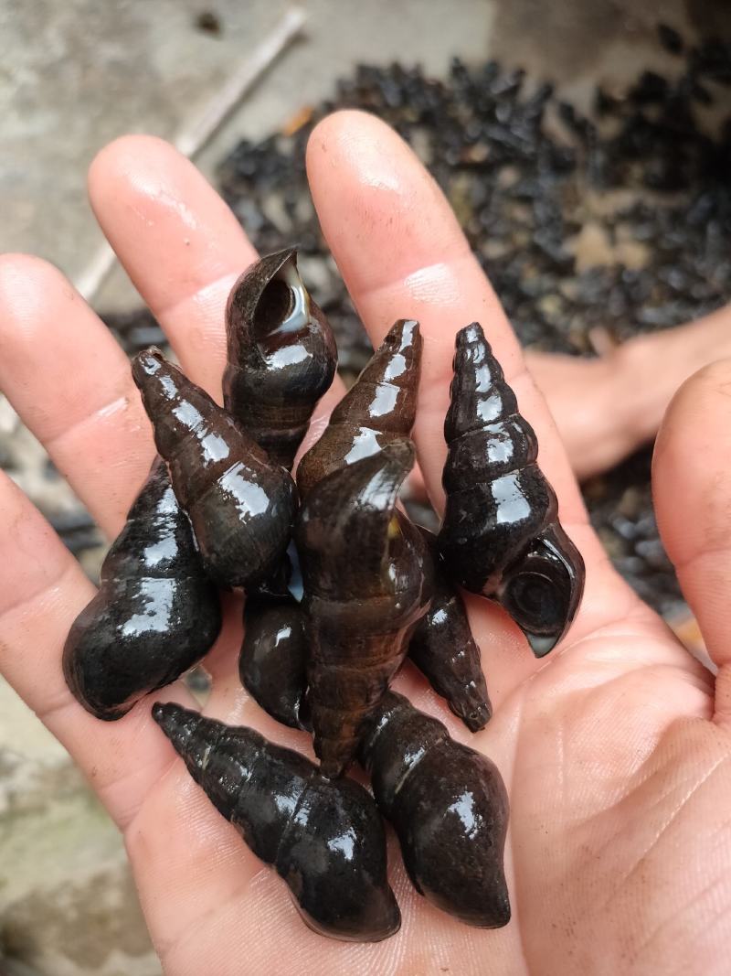 水质很好，天然山坑螺，欢迎老板长期或者合作