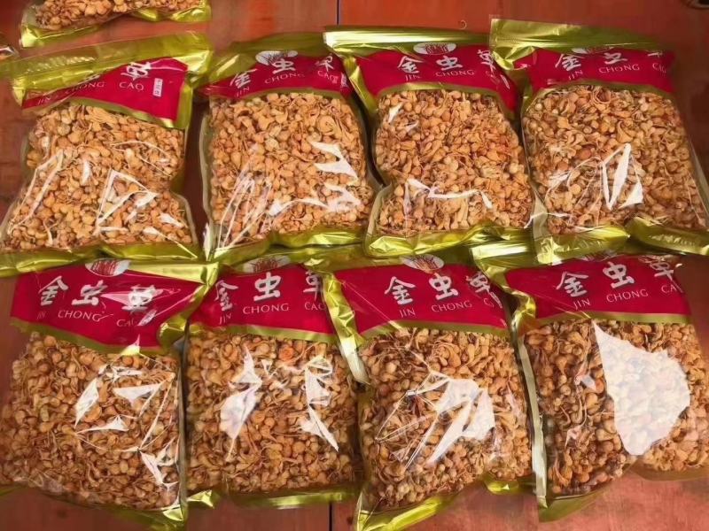 孢子头金虫草排草包邮支持代发量大从优