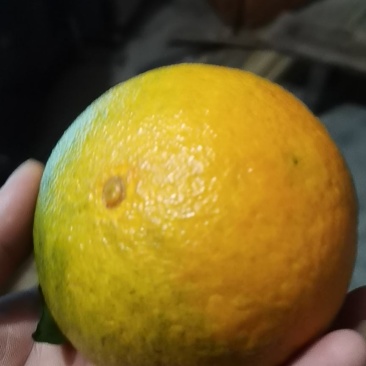 爱媛38大量上市，有想法的老板联系