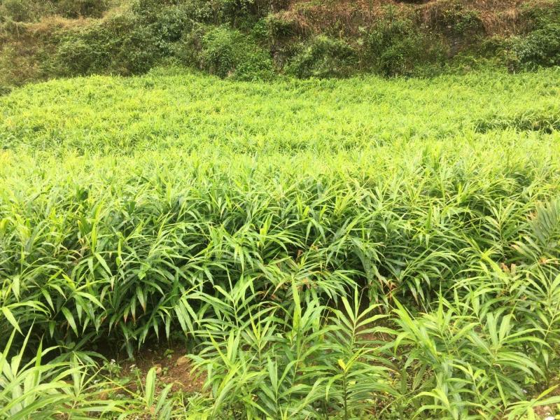 广西隆林田林交界大肉姜