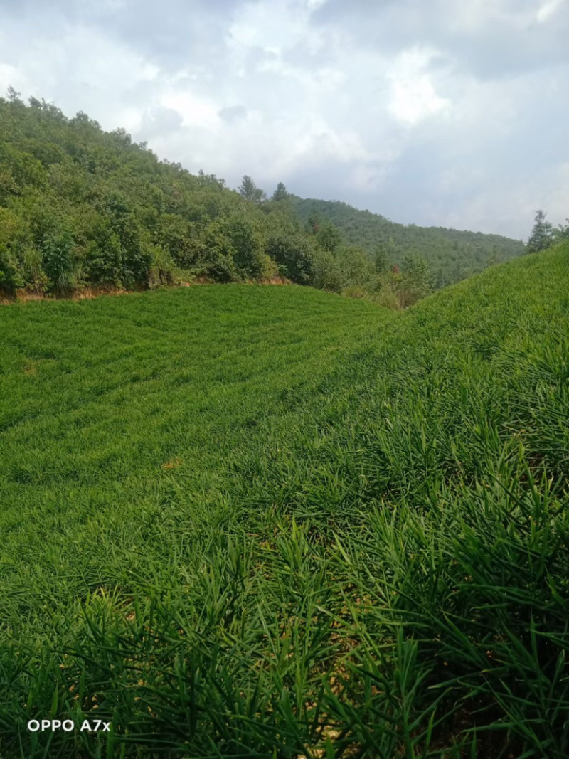 小黄姜二号姜。一首货源基地直价低损耗包赔付
