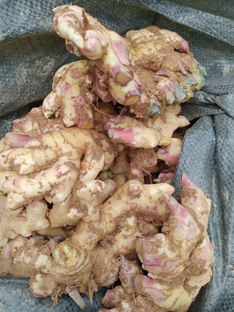 小黄姜二号姜。一首货源基地直价低损耗包赔付