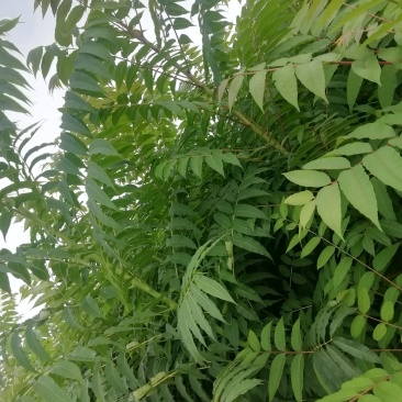香椿苗大棚用香椿苗，量大价廉