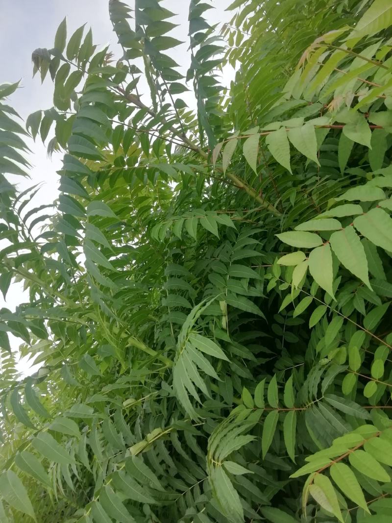 香椿苗大棚用香椿苗，量大价廉