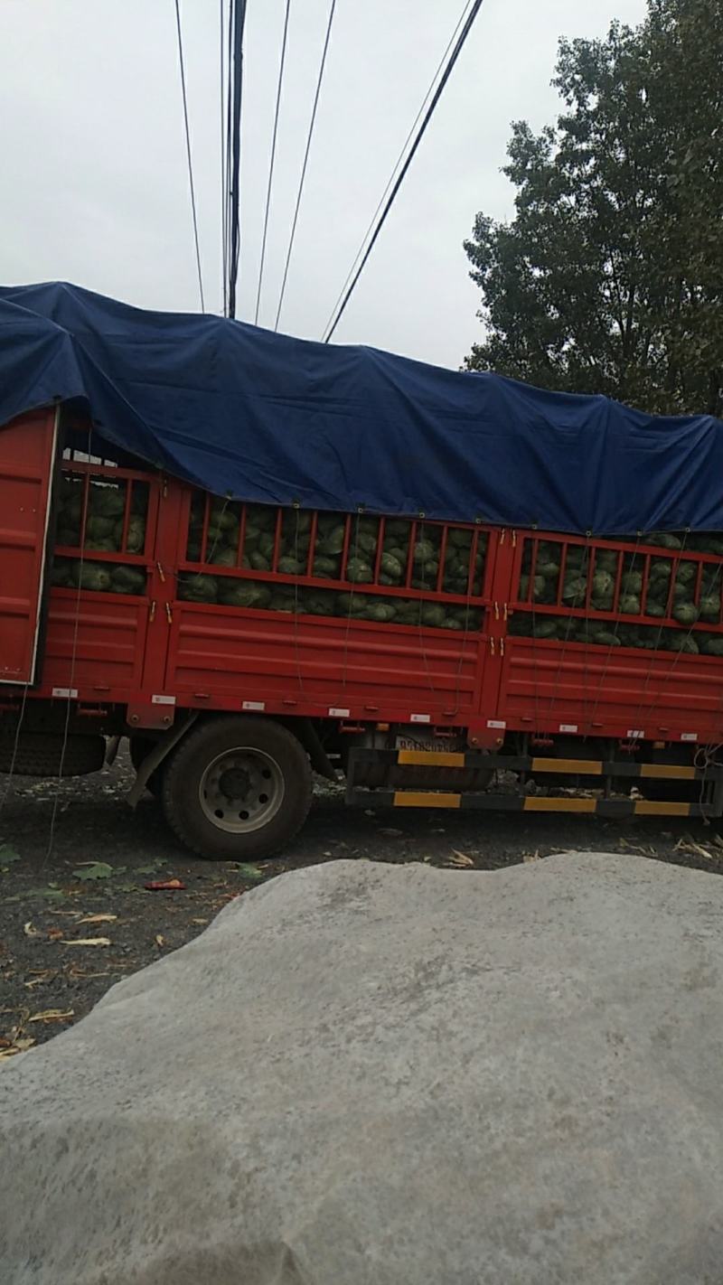 基地直发，精品京丰一号，超市，速冻厂专用