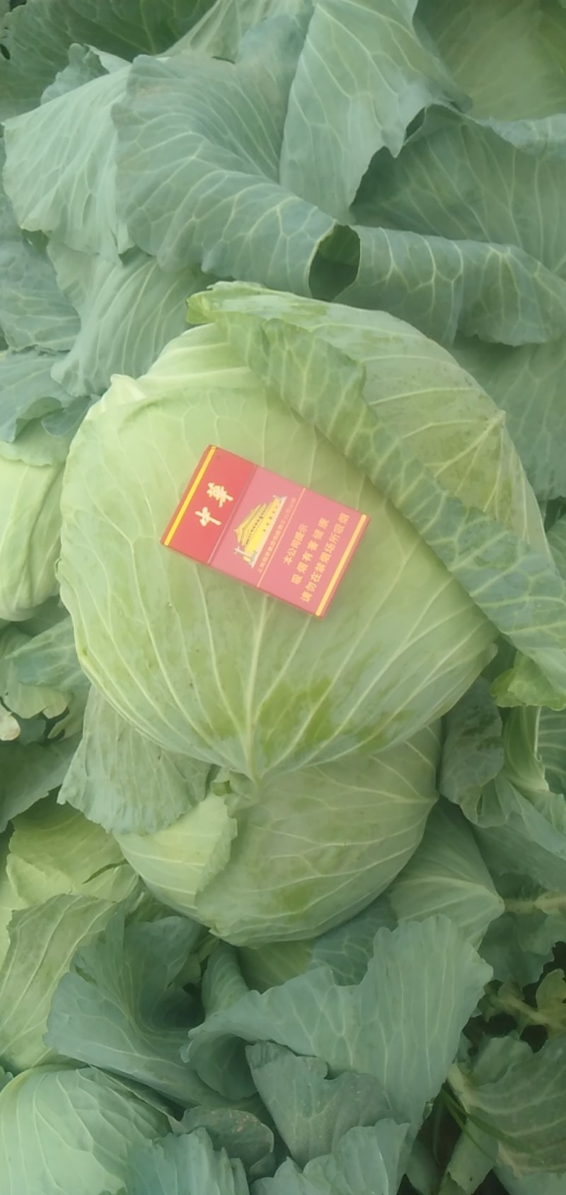 京丰1号甘蓝大量上市有要的联系