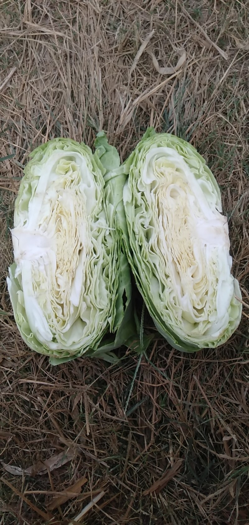 京丰1号甘蓝大量上市有要的联系