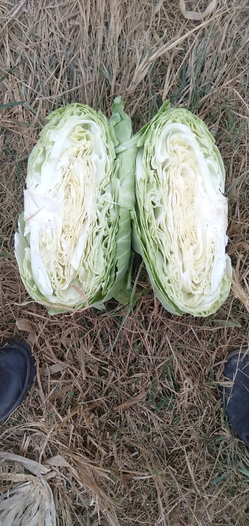 京丰1号甘蓝大量上市有要的联系
