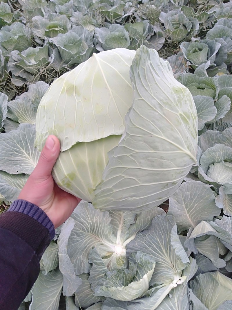 京丰1号甘蓝大量上市有要的联系