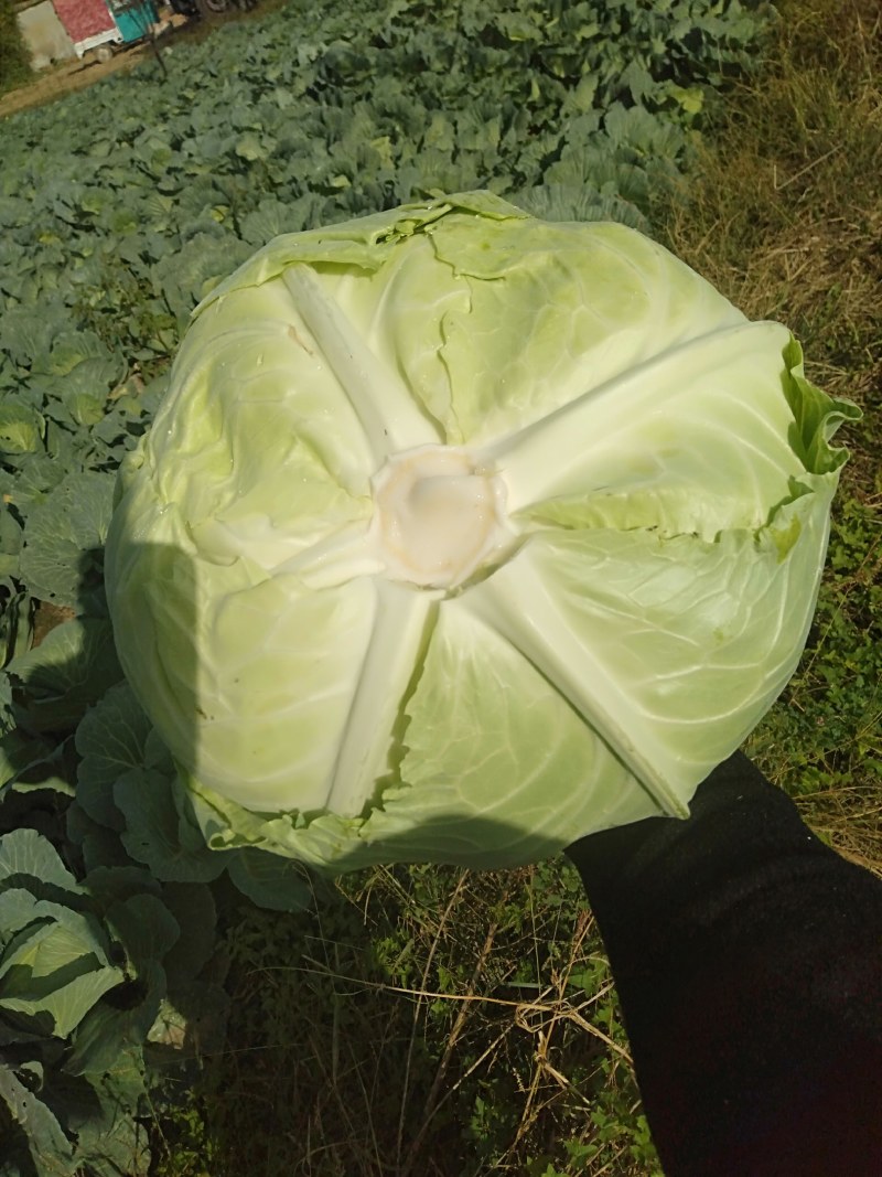 京丰1号甘蓝大量上市有要的联系