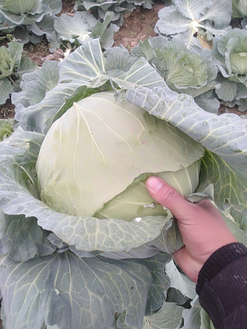 京丰1号甘蓝大量上市有要的联系