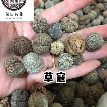 草寇草蔲草豆蔻大料批发草寇大草寇