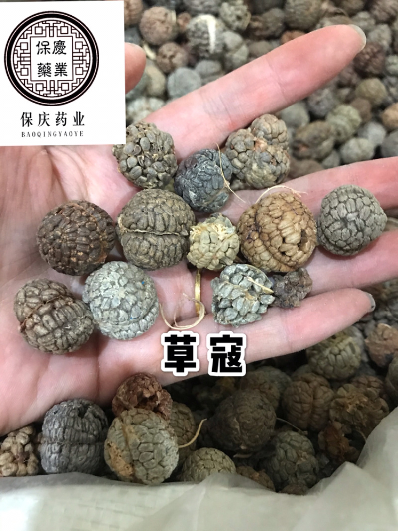 草寇草蔲草豆蔻大料批发草寇大草寇