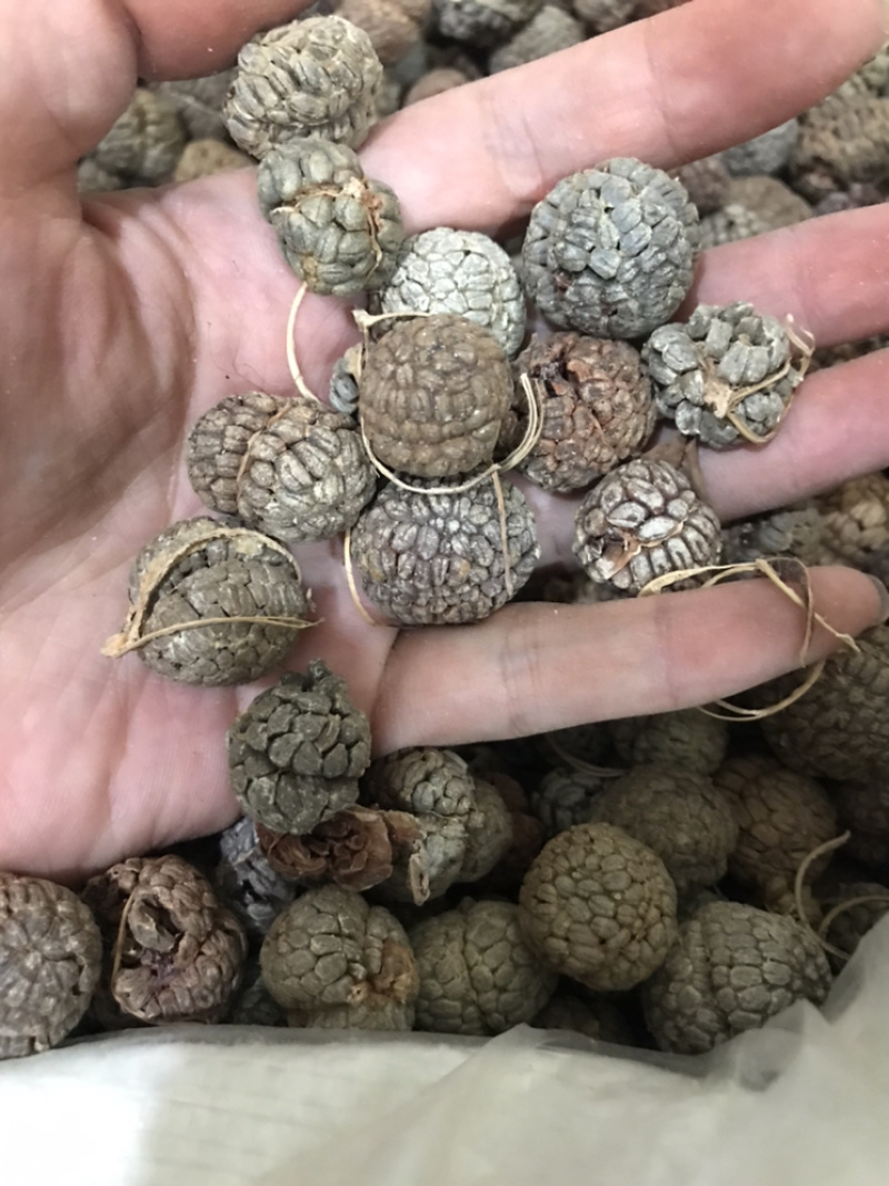 草寇草蔲草豆蔻大料批发草寇大草寇