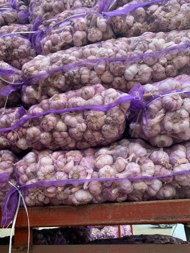 中牟冷库大蒜，大量发售。