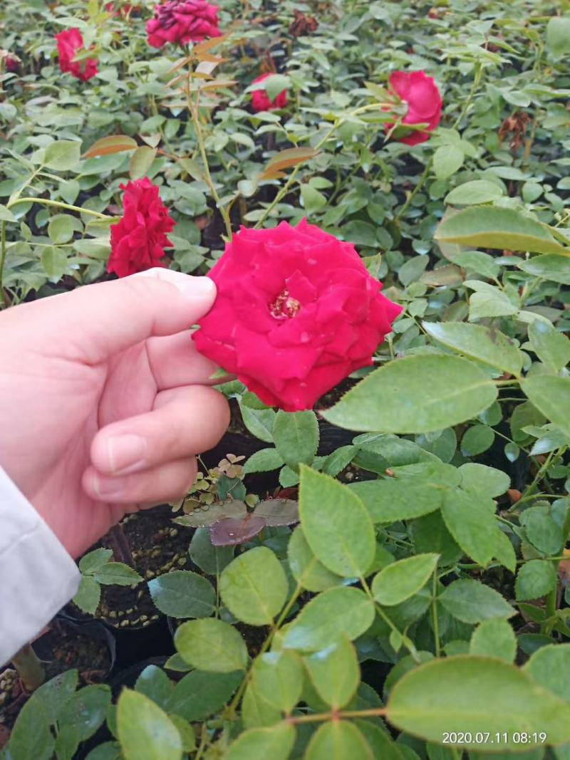 小杯苗品种齐全藤本月季欧月花苗扦插苗原盆原土发货
