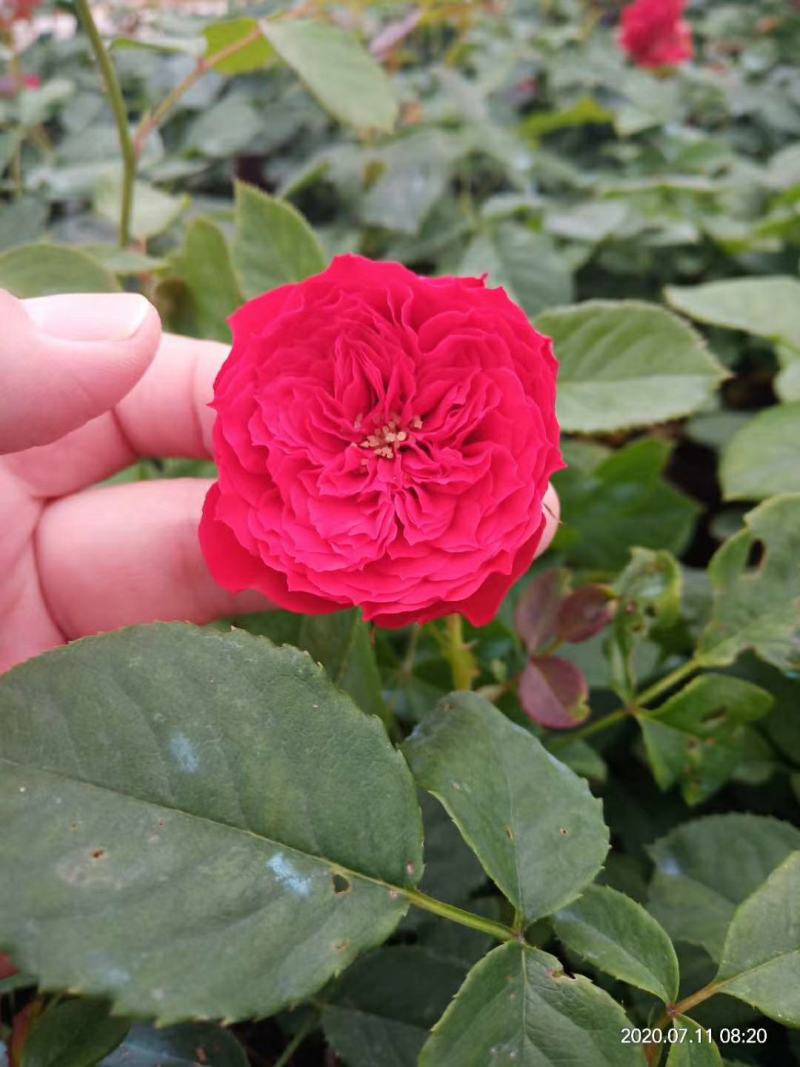 小杯苗品种齐全藤本月季欧月花苗扦插苗原盆原土发货
