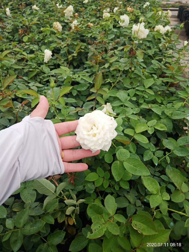 小杯苗品种齐全藤本月季欧月花苗扦插苗原盆原土发货