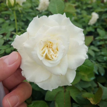 小杯苗品种齐全藤本月季欧月花苗扦插苗原盆原土发货