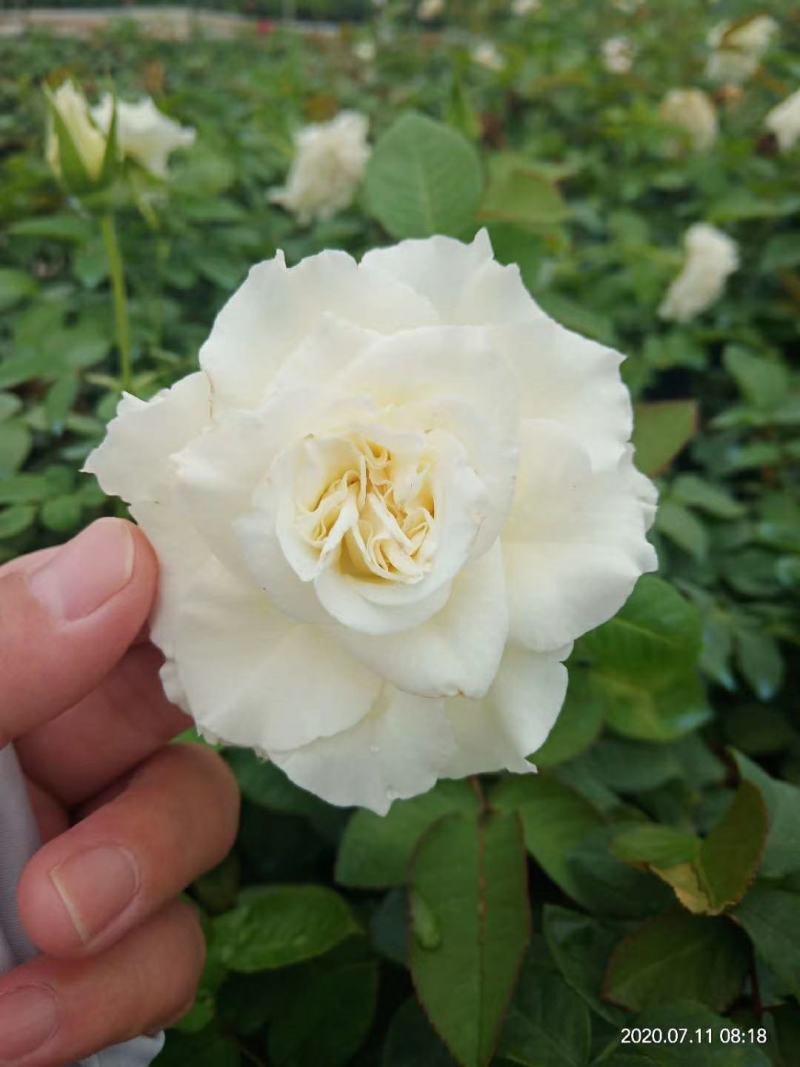 小杯苗品种齐全藤本月季欧月花苗扦插苗原盆原土发货