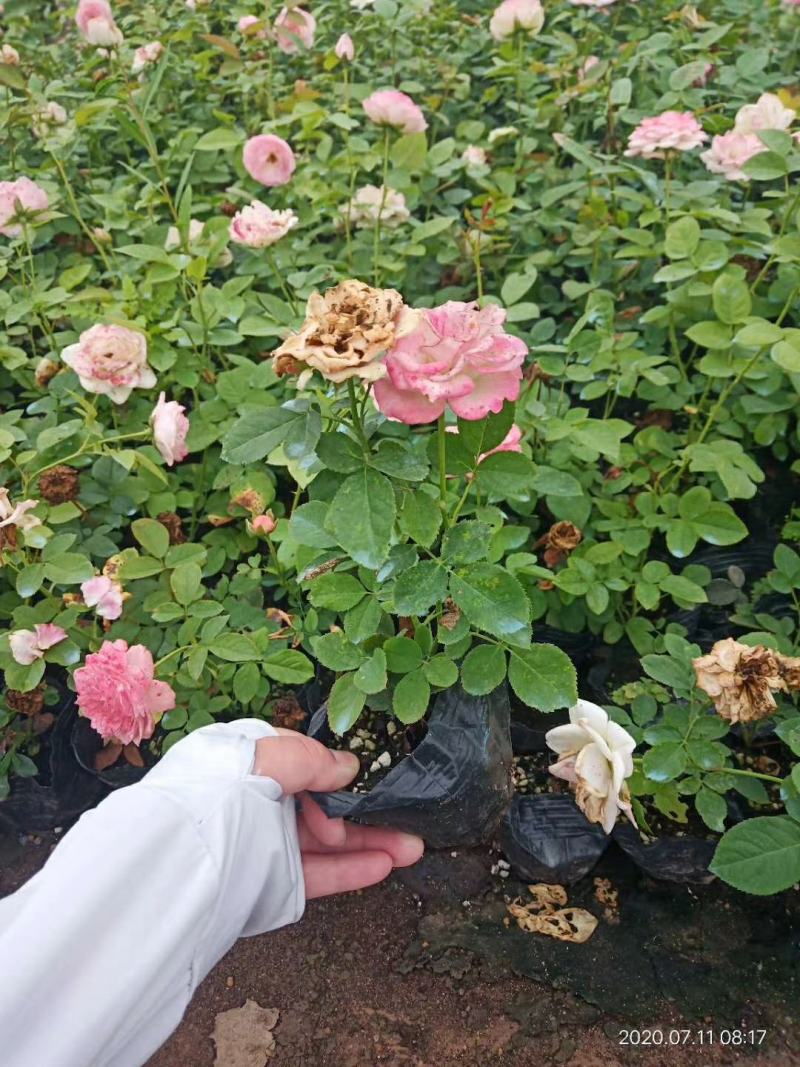 小杯苗品种齐全藤本月季欧月花苗扦插苗原盆原土发货