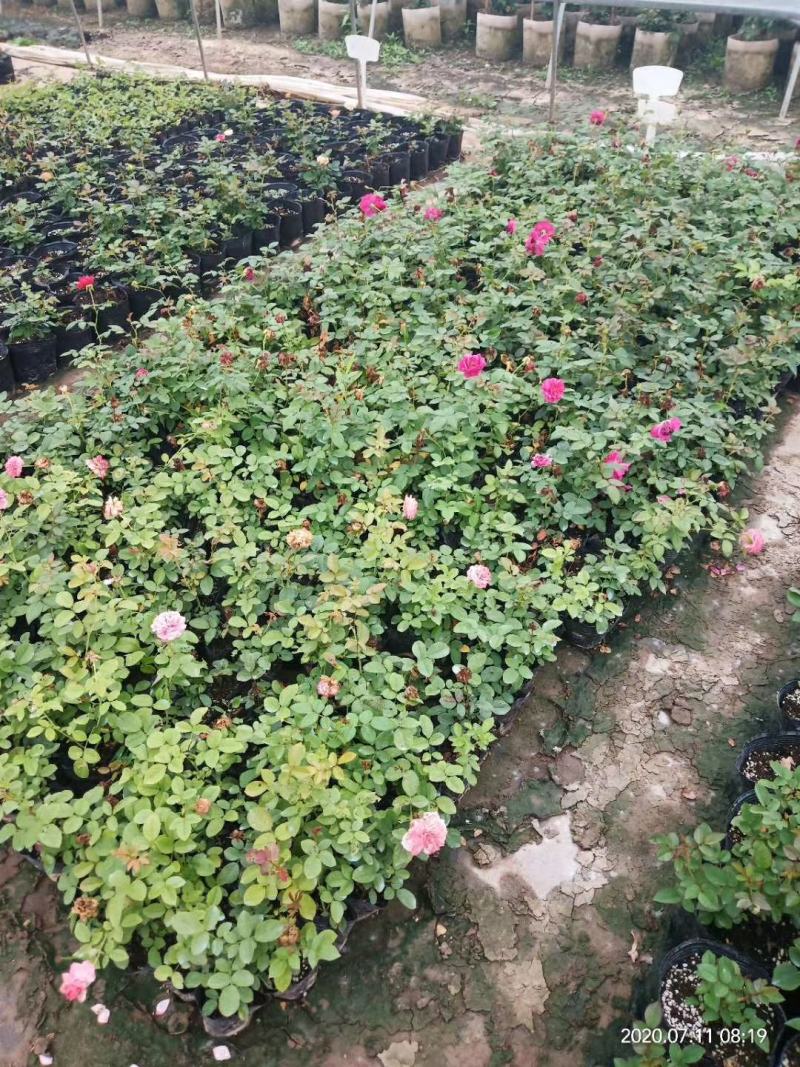 小杯苗品种齐全藤本月季欧月花苗扦插苗原盆原土发货